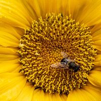 Fröhliche Sonnenblume