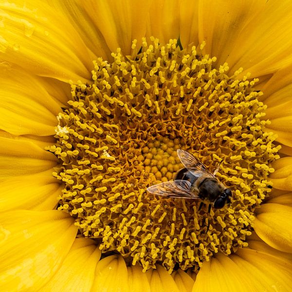 Happy sunflower by Diana Kors