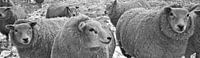 groep schapen panorama