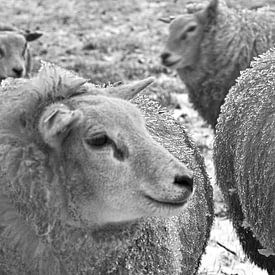 groep schapen panorama by Matthijs Temminck