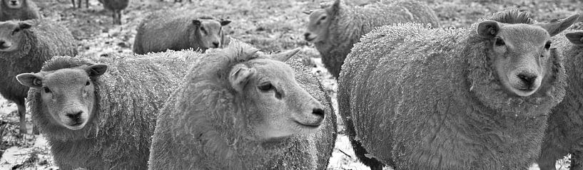 groep schapen panorama von Matthijs Temminck
