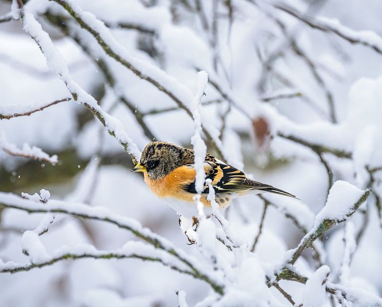 Nahaufnahme von einem Bergfink auf einem schneebedeckten Baum von ManfredFotos