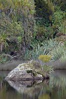 New Zealand green nature at Ship Creek