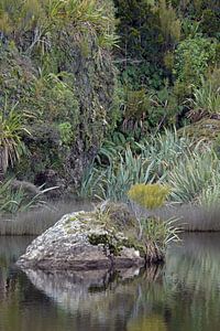 Grüne Neuseeland-Natur bei Ship Creek von Aagje de Jong
