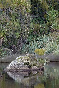 Nieuw-zeelands groene natuur bij Ship Creek van Aagje de Jong