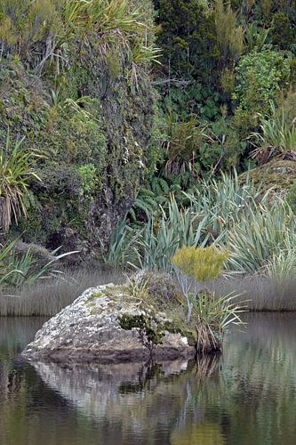 Nieuw-zeelands groene natuur bij Ship Creek