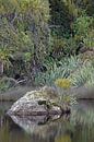 Grüne Neuseeland-Natur bei Ship Creek von Aagje de Jong Miniaturansicht