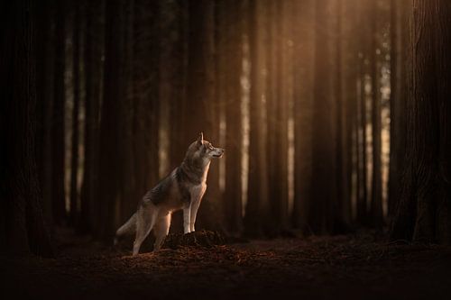 The Forbidden Forest van Nanuq Dog Photography