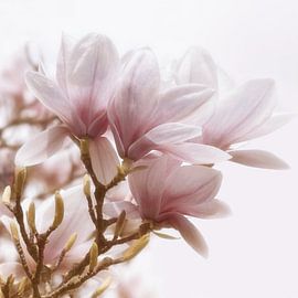 Magnolienblüte von Violetta Honkisz