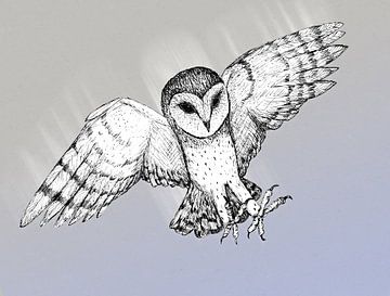 Attacking barn owl by Bianca Wisseloo