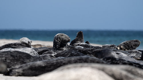 Colony of Grey Seals Relaxing on Beach