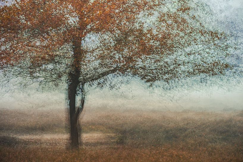 Planken Wambuis part 162 by Tania Perneel