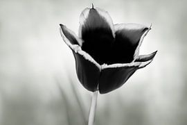 Black tulip with a blurred grey/green background