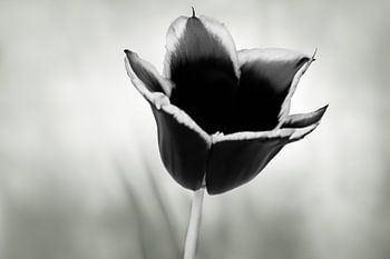 Black tulip with a blurred grey/green background
