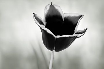 Zwarte tulp met een blurred grijs/groene achtergrond van Nicole