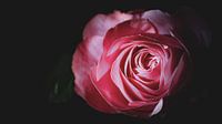 Mystische Eleganz: Nahaufnahme einer rosa Rose mit dunklen Schatten