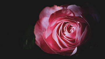 Mystieke Elegantie: Close-up van een Roze Roos met Donkere Schaduwen van ByLulu