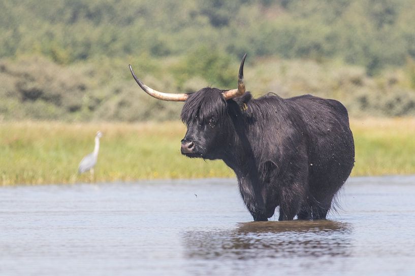 Zwarte Schotse Hooglander in het water van Anne Zwagers