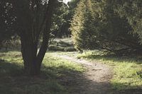 Geheimnisvoller Wald in Niederlande