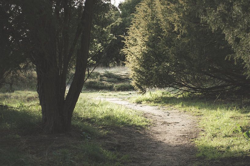 Mysterious forest Pays-Bas par Melvin Fotografie