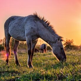 Konikpaard graast bij zonsondergang van Ellen Thomassen