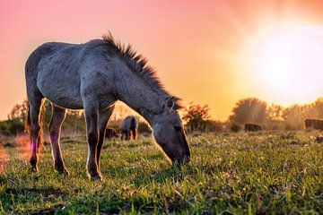 Konikpaard graast bij zonsondergang van Ellen Thomassen