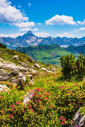Alpenrozen en de berg Hochvogel