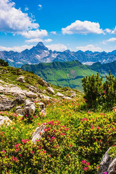 Alpine roses and the mountain Hochvogel by Walter G. Allgöwer