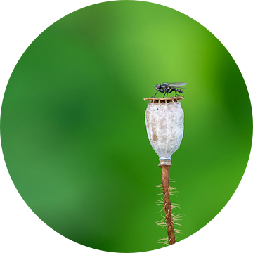 Papaver vlieg van Uwe Ulrich Grün