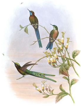 Boliviaanse Sylph, John Gould van Hummingbirds