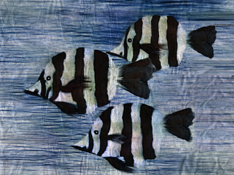 Zebrafische von Christine Nöhmeier