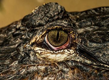 Mississippi Alligator von Rob Smit