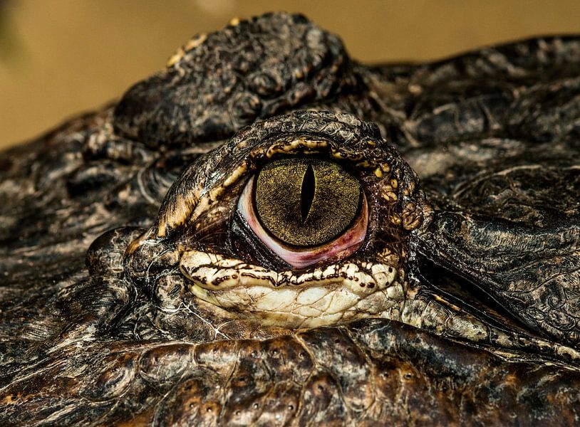 Mississippi Alligator van Rob Smit