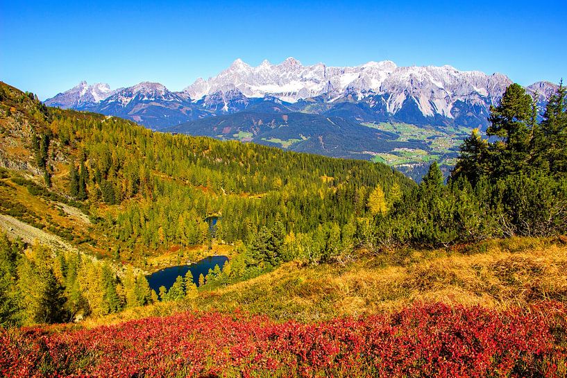 Red bilberry leaves on the Reiteralm by Christa Kramer