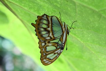 Groene vlinder op blad van Tessa Louwerens