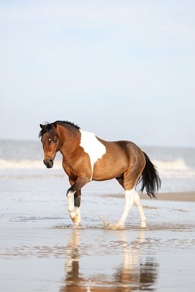 Cheval sur la plage par Keeley Wit