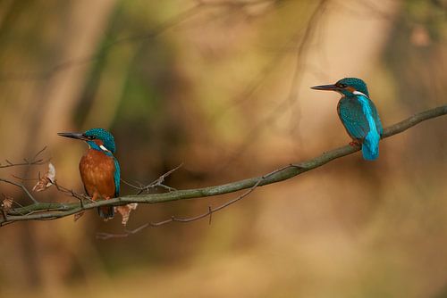 Kingfisher by Kingfisher.photo - Corné van Oosterhout