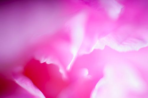 Blühende rosa Pfingstrose