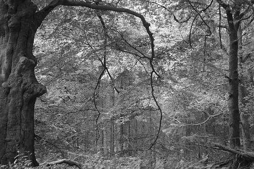 het verfijnde lijnenspel in zwart wit in het bos