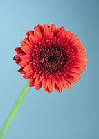 Gerbera bloem