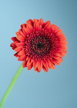 Gerbera Blume