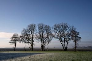 Bomenrij in de winter van Bo Scheeringa Photography