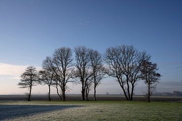 Baumgrenze im Winter von Bo Scheeringa Photography