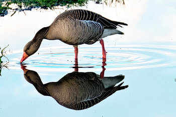 The Grey Goose: Between Reality and Reflection