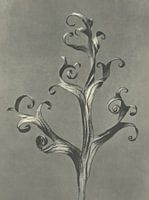 Botanische prent: hertshoornvaren