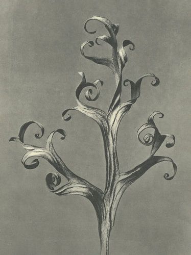 Botanical print: staghorn fern