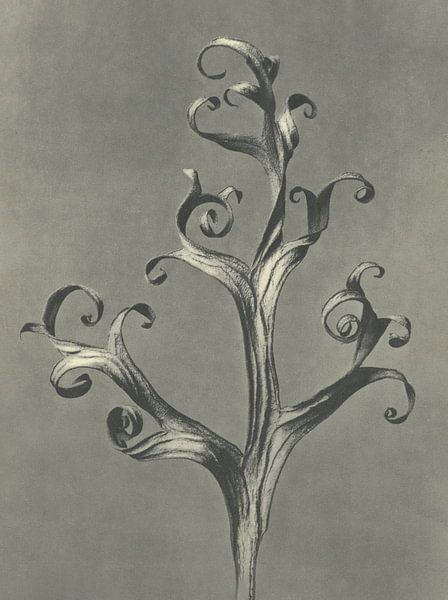 Botanical print: staghorn fern by Affect Fotografie