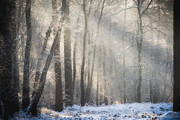 Winterlicht in het besneeuwde bos van Erwin Pilon