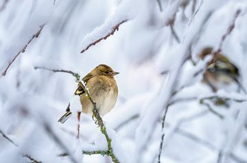 Close-up of a female chaffinch in the snow by ManfredFotos