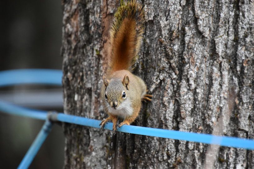 Ein Eichhörnchen in einem Ahornwald von Claude Laprise